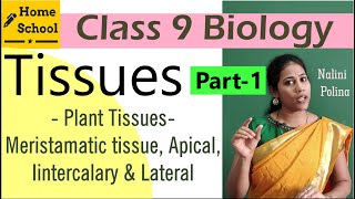 Tissues Class 9 Biology Part1 [upl. by Delmer]