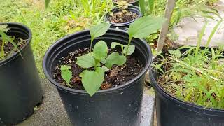 How to Grow Echinacea purpurea aka Purple Coneflower [upl. by Jankell]