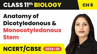 Anatomy of Dicotyledonous and Monocotyledonous Stem  Class 11 Biology Chapter 6  CBSE 202425 [upl. by Sayre633]