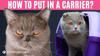 How Can I Get My Aggressive Cat Inside The Carrier  CAT CARRIER TIPS [upl. by Agustin]