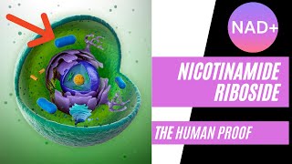 Nicotinamide Riboside The Human Proof [upl. by Latsyrk]