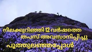 നീല കുറിഞ്ഞി തപസ്സു അവസാനിപ്പിച്ചു പൂത്തപ്പോൾ Neela kurinji malayalamKL48JOURNEY [upl. by Akyre]