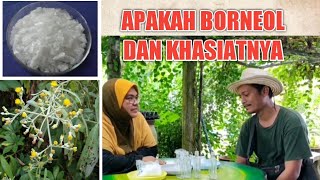 BORNEOL  PERBEZAANNYA DENGAN CAMPHOR DAN MENTHOL APAKAH KHASIATNYA DALAM MINYAK ANGIN PART 1 [upl. by Yeca]