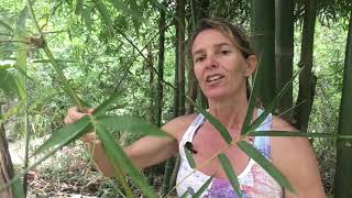 Three Methods to Propagate Bamboo  Part 1 [upl. by Nettie596]