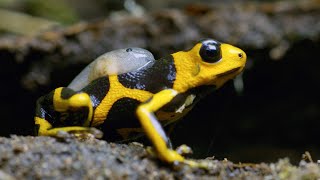 Being a Poison Dart Frog Parent is HARD  4K UHD  Seven Worlds One Planet  BBC Earth [upl. by Fidel414]