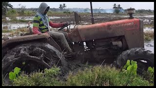 Tafe 45 di 44 tractor stuck in mud කොහොමද වගල sri lankasrilanka [upl. by Muryh]