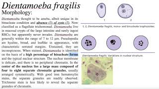 Dientamoeba fragilis  المتحولة الثنائية الهشة [upl. by Orv]