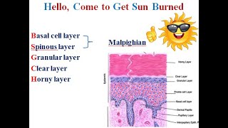 1 skin Keratinocytes [upl. by Welch]