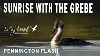 A Visit To Pennington Flash  Great Crested Grebe [upl. by Paget836]