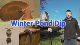 Winter Pond Dip at Wat Tyler CP  Flatworms Ostracods and Ramshorn Snails [upl. by Lacim]