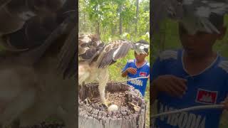 A Younger Boy Plays With Eagle To Stand On A Stump Tree part 02 wildeagle wildlife wildbirds [upl. by Acina]