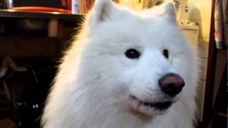 samoyed howling [upl. by Immak33]