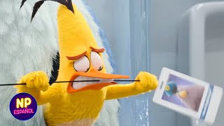 Escena del Robo en el Baño  Angry Birds 2 La Película 2019  Now Español [upl. by Marchak]