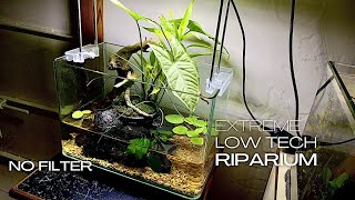 HOW TO MAKE AN EASY RIPARIUM  LOW TECH  NO FILTER  AQUASCAPING TUTORIAL [upl. by Aria]