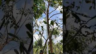 Specimen Trees  Largest Trees by Pansare NurseryMillingtonia Hortensis [upl. by Charlie]