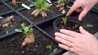 How to take dahlia cuttings [upl. by Eidarb]