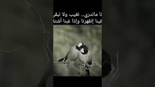 انته نور الله فجروهحبايبي speedfollowers اوزعلايكات bnatmtos6 xms77 [upl. by Annoyt]