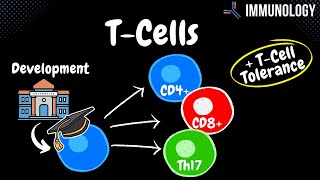 T Cells all you NEED to know  Immunology [upl. by Farlie887]