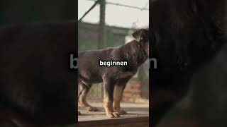 Vom Tierheim zum Helden – Gerettete Hunde die Herzen erobern 🐕❤️ tierheim fellnase [upl. by Nevak]