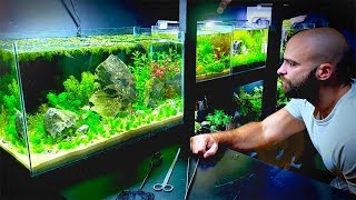 HUGE NO FILTER AQUARIUMAQUASCAPEHow To No Filter No Ferts No co2 No Heater [upl. by Laehcar877]