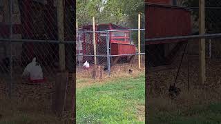 Chicken Coop Project is Done Improved backyardchickens homesteading homestead chickens [upl. by Suillenroc]