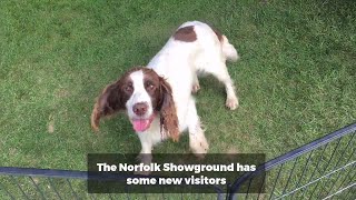 Cute pups steal the show at All About Dogs at Norfolk Showground [upl. by Berti918]