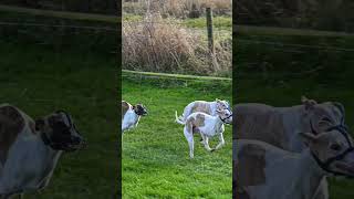 Midlands Pedigree Whippet Racing  Slow Mo [upl. by Oskar427]