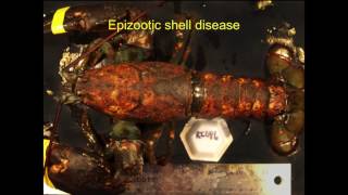 Jeffrey Shields Shell Disease in the American Lobster [upl. by Enyaht238]