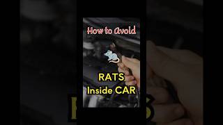 How to Keep Rats Out of Your Car for Good shorts viralshortsautomobileratsavoid hussainsbrief [upl. by Vivien]