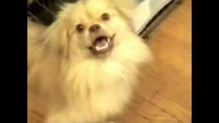 Tibetan Spaniel Barking to Sounds [upl. by Draillih]