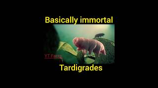 Tardigrades  water bears moss piglet an immortal microanimal shorts [upl. by Annaihr]