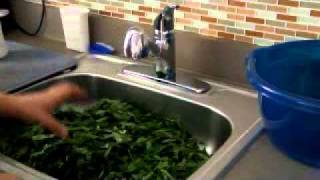 How to Prep and Clean Collard Greens 101wmv [upl. by Eiuqram]