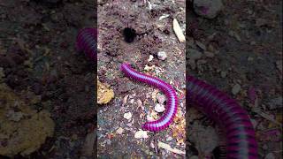 The giant millipede entered the hole in the ground short millipede [upl. by Nananne]