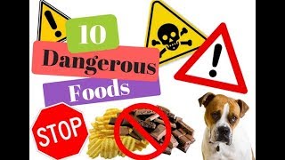 Top 10 Dangerous Foods for Dogs [upl. by Jocelyn496]