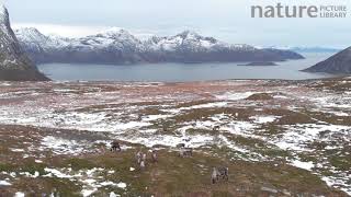 Reindeer Kvaloya island Tromso Norway November [upl. by Xyno728]