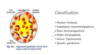 Trypanosoma morphology discovery polymorphism lifecycle pathogenicity treatment prevention [upl. by Tivad]