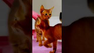 Playful Abyssinian Kittens Darting Around 🐱✨ Pure Elegance [upl. by Tterab]