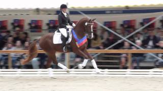 wwwreitschulesandbrinkde DAKTYLIUS Championatssieger 3 j Hengste Rastede Dressage [upl. by Nipahc]