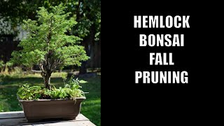 Pruning my Western Hemlock Bonsai Tree [upl. by Newcomb538]