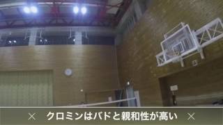 クロスミントン × バドミントン Crossminton  Badminton [upl. by Alpert]