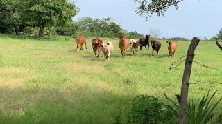 Llegamos Las vacas más obedientes del mundo y las mas locas también [upl. by Obaza]