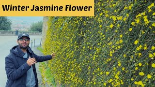 All about Jasminum nudiflorum or Winter Jasmine  How to take care of Jasminum nudiflorum [upl. by Eadwina]