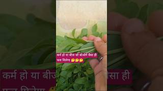 Fresh palak harvestingkabad se jugaadyoutube shorts [upl. by Aivek]