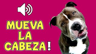 🐶 10 SONIDOS para PERROS Para Que MUEVAN La CABEZA [upl. by Vanhomrigh]