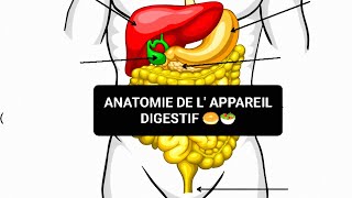 ANATOMIE HUMAINE 🦴 ANATOMIE DE L APPAREIL DIGESTIF 🥯🥗 [upl. by Ellery144]