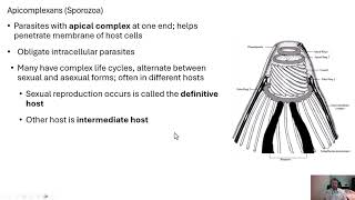 Microbiology Protozoans [upl. by Squire]