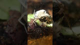 watch what happens when I put poop in a terrarium [upl. by Alyt476]