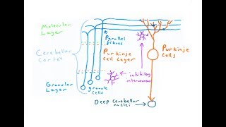 The Cerebellum [upl. by Nered]