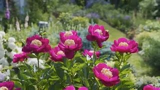 Dividing Peonies [upl. by Wehttam]