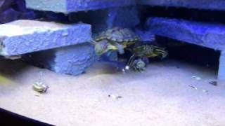 Alimentation de mes tortues aquatiques Aquatic turles feeding [upl. by Avek442]